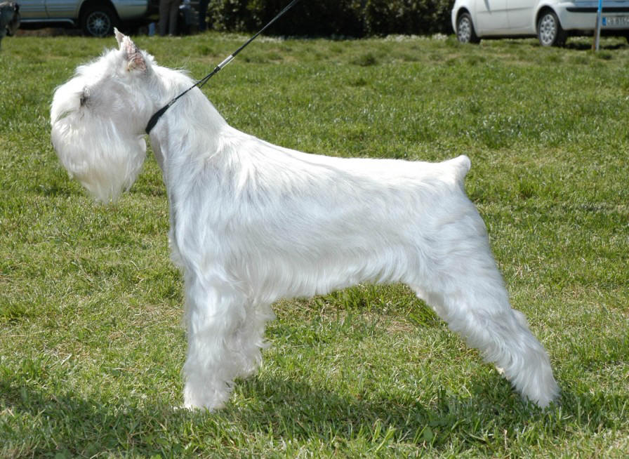 White miniature schnauzer "Ch. Made in Spain Idefix"