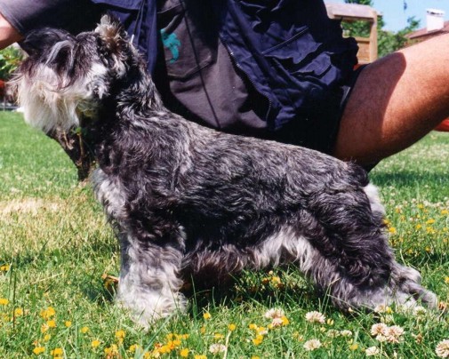 Salt & Pepper Miniature schnauzer "Ch. Sharon di Villa San Bartolo"